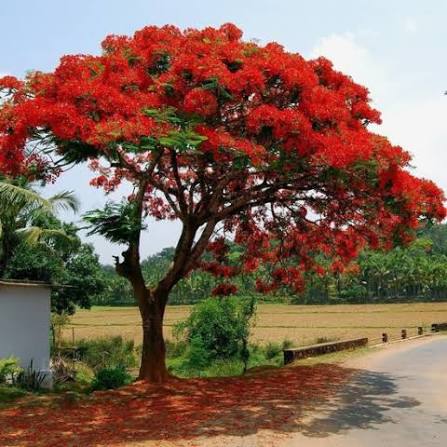 Gulmohar Tree Plants — Ornamental Tree sapling available at Agro Nursery Garden